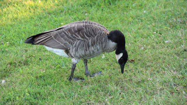 Canadian goose picking something to eat in the park