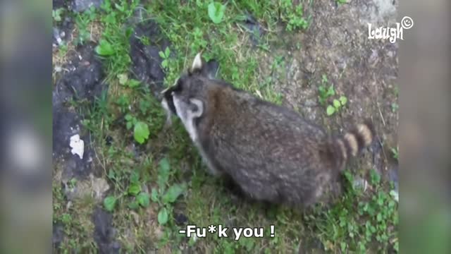 Funny raccoon compilation