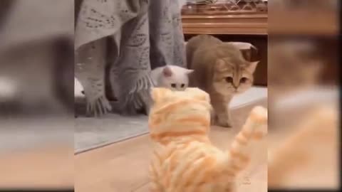 Baby Cats - Cute and Funny Cat Videos Compilation