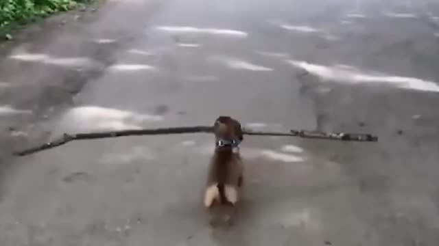 It seems that I have to make way for him