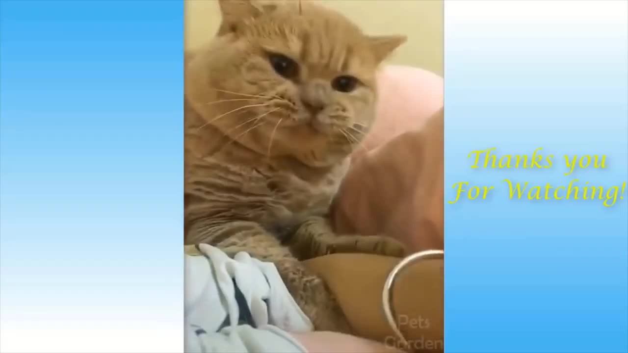 funny animals and funny moments