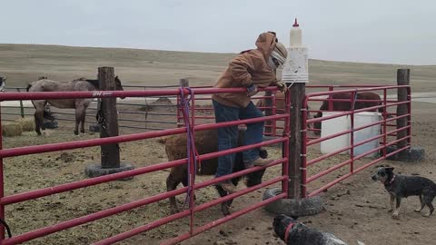 Caring for a Baby buffalo in 40mph wind!