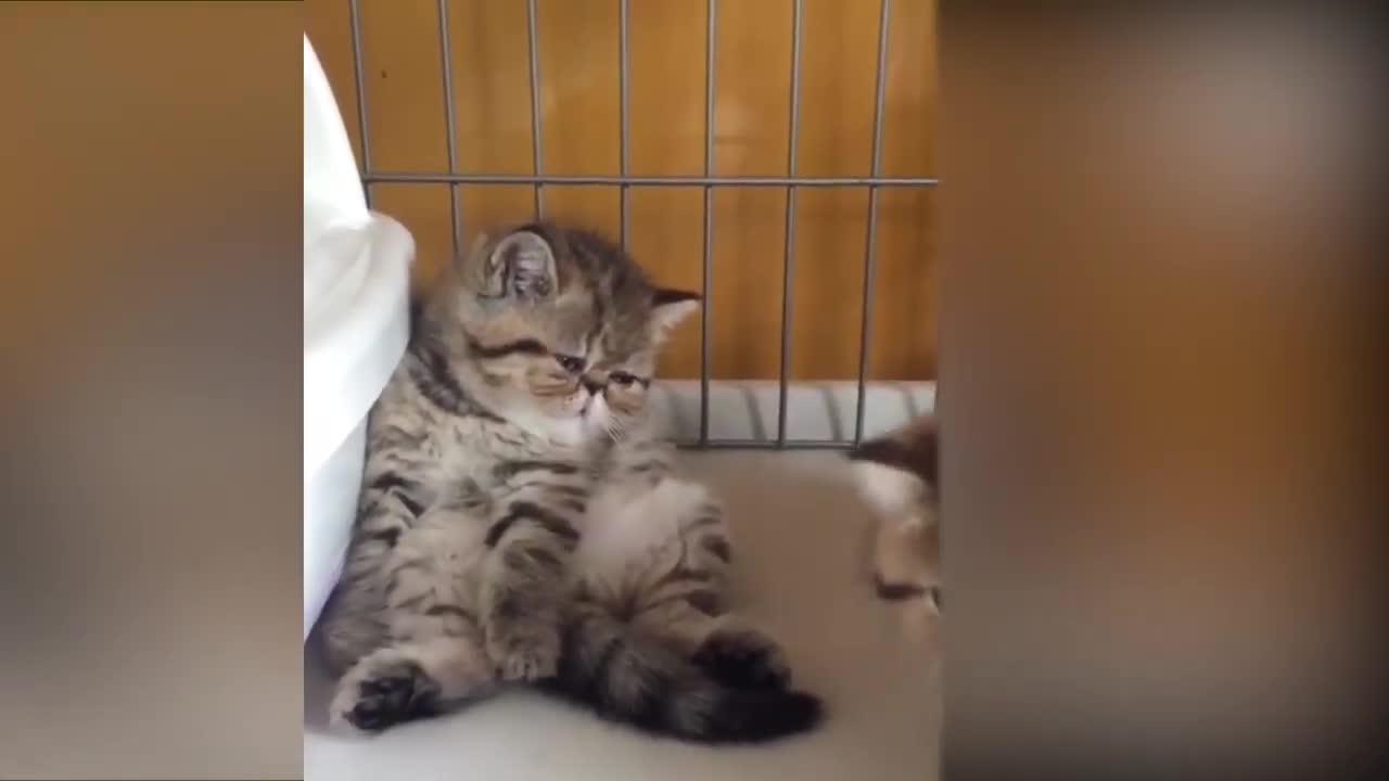 Tiktok cute CATS funny