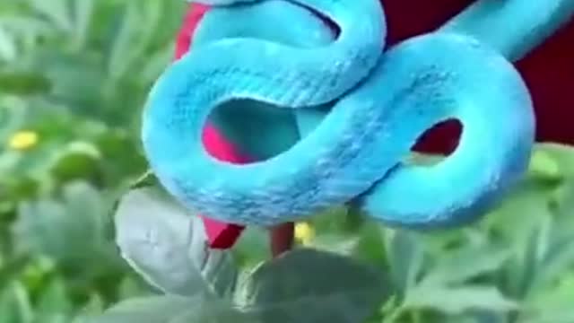 Blue Viper Baby Snake found on the Red Rose