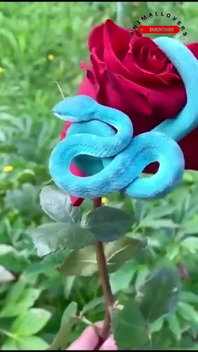 Blue Viper Baby Snake found on the Red Rose