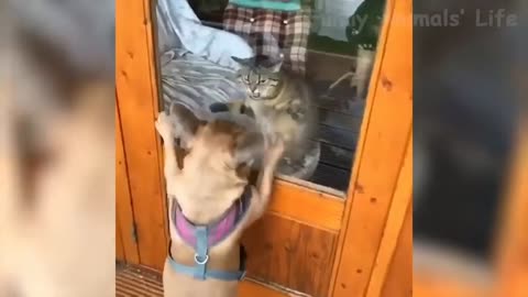 Cat And Dog Funny Moments LoL