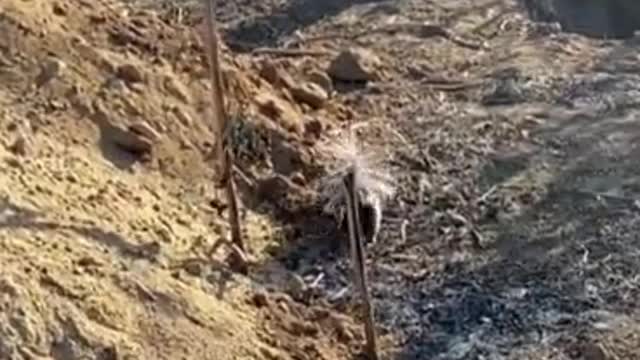 Bewildering behavior of small animals