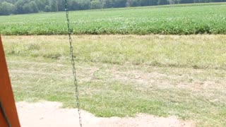 Trimming the weeds with a motor grader