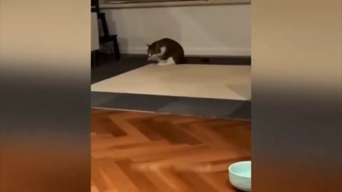 Funny animal video 2023 😂😂|| Funniest video of dogs and cats.