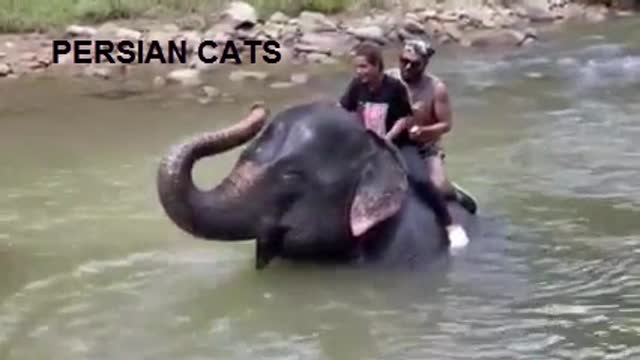 Beautiful Elephant Iqra and Yasir Hussain enjoying in Phuket
