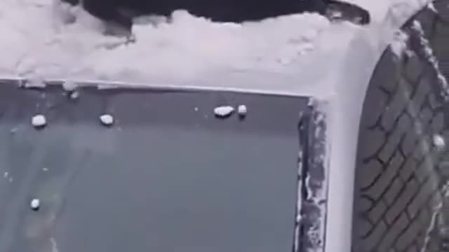Funny Animals Short Video🤣🤣🤣