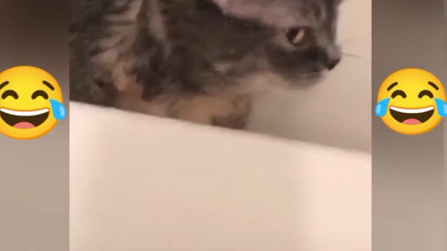 Most funny talking cat ever