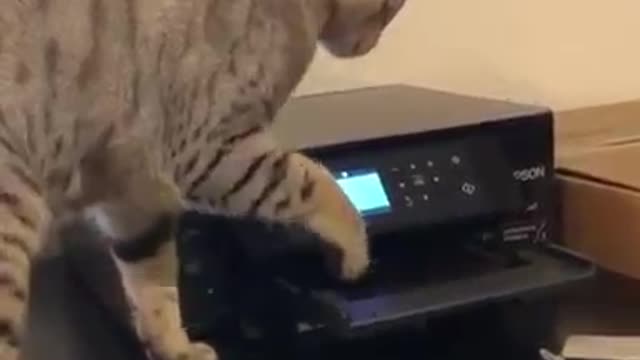 Not today evil printer 🤣 Funniest Cats 😻 - Awesome Funny Pet Animals Videos 😇