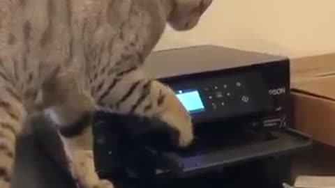 Not today evil printer 🤣 Funniest Cats 😻 - Awesome Funny Pet Animals Videos 😇