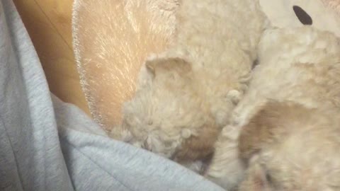my dog when its baby