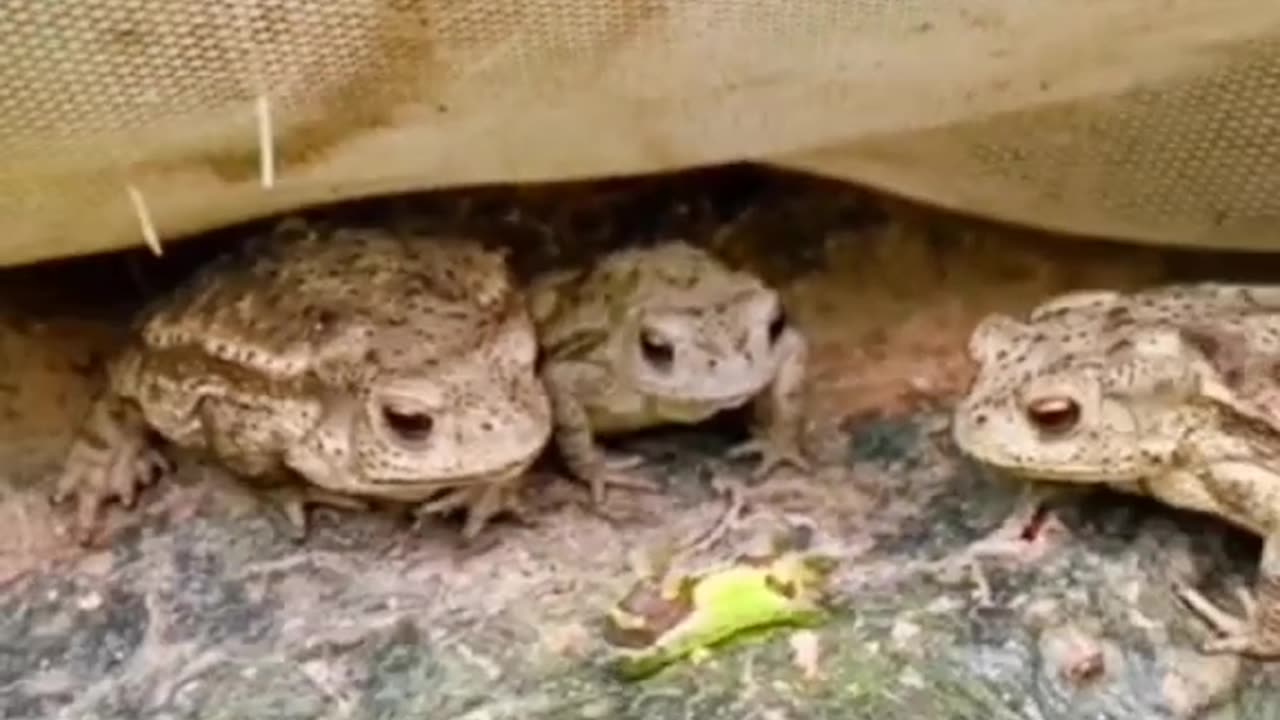 Frogs funny video