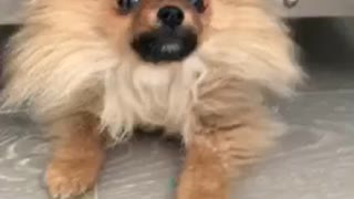 Small brown dog crawls out from under glass table