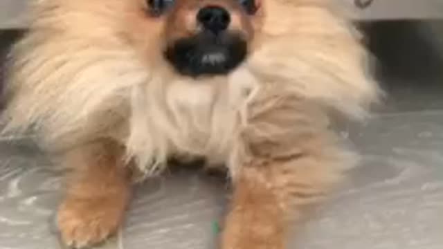 Small brown dog crawls out from under glass table