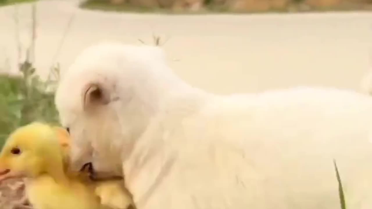 Adorable Puppy and Cute Chick are Best of Friends