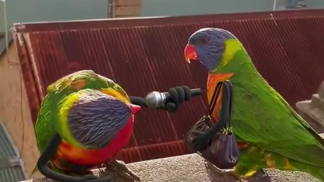 funny parrot 🐦🐦🐦🐦