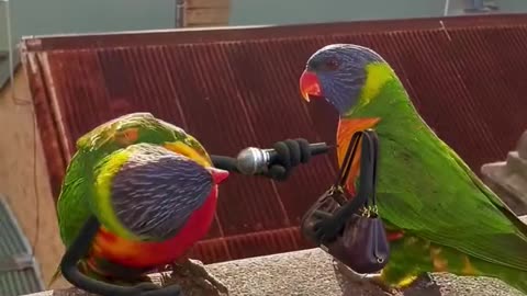 funny parrot 🐦🐦🐦🐦