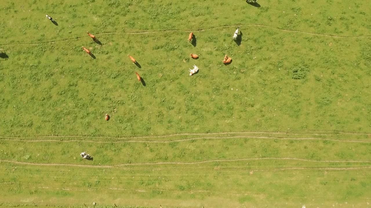 Animals grazing in a field