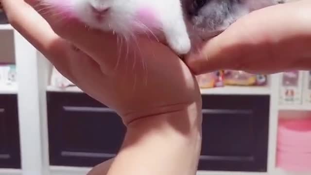 Little rabbit