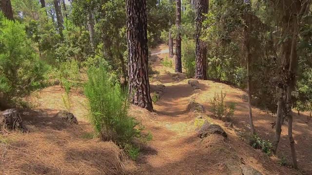 Walking with a dog - Nature background - Full HD 1080