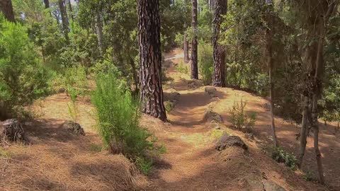 Walking with a dog - Nature background - Full HD 1080