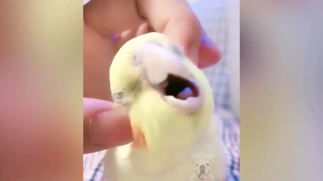 What A Amazing Parrot