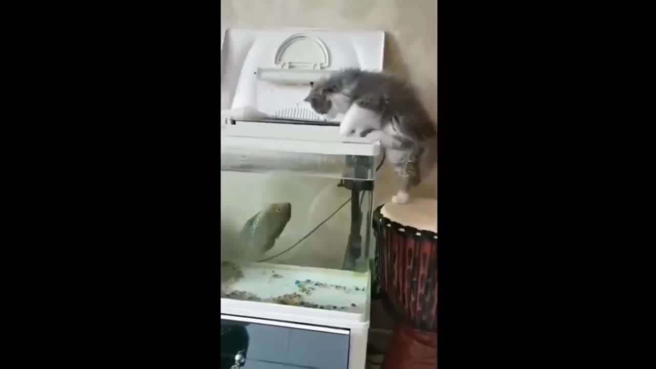 Funny Cute Cats Funny Video | Funny Cute Animals Video | Cat Funny Video | Funny animal Life