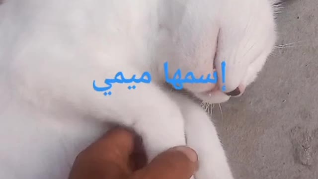 هادي هي ميمي حبيبت قلبي