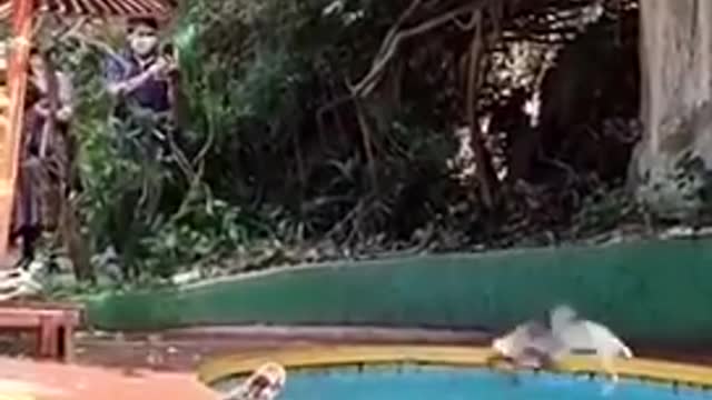 Animal enjoying pool