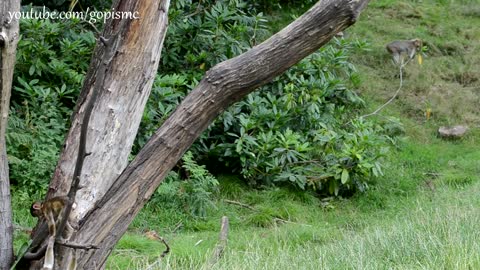 Funny monkey Babies playing