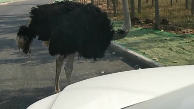 An ostrich