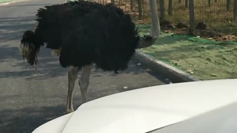 An ostrich