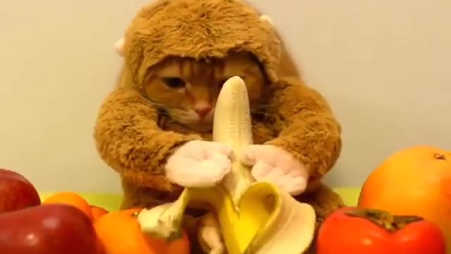 cute cat testing of banana