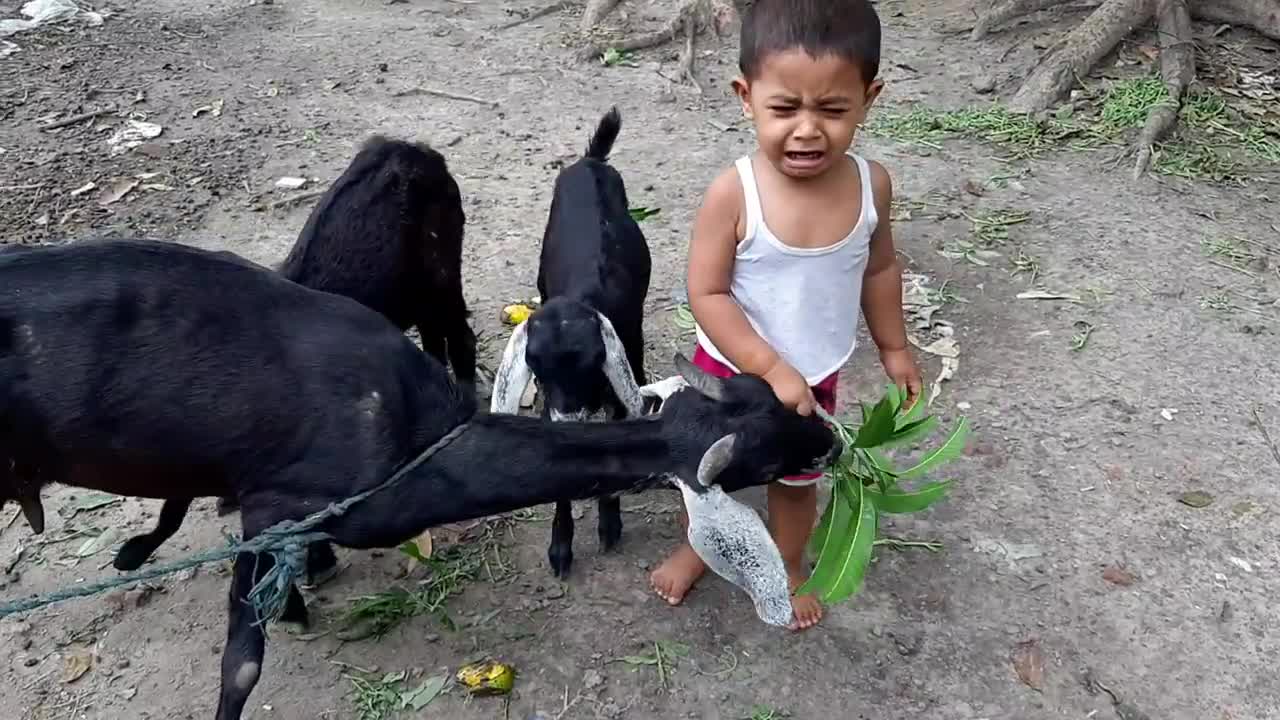 Baby v/s baby goats