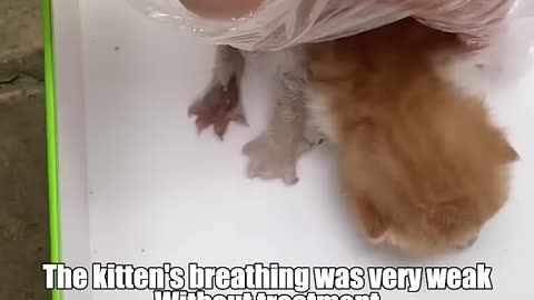 The young lady found a dying kitten, need expecting it to grow up like this