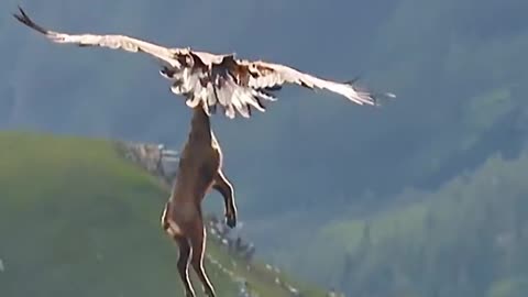 Eagle Carrying An Entire Adult Goat #shorts #shortvideo #youtubeshorts #video #virals