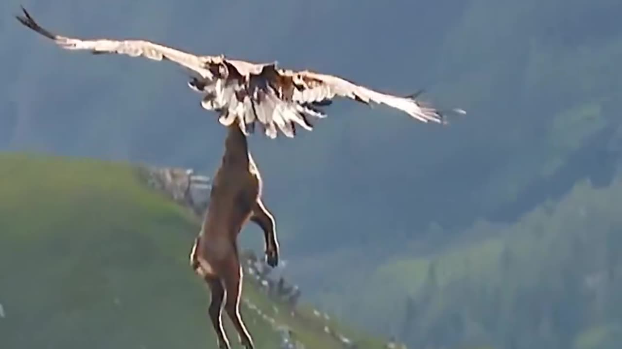 Eagle Carrying An Entire Adult Goat #shorts #shortvideo #youtubeshorts #video #virals