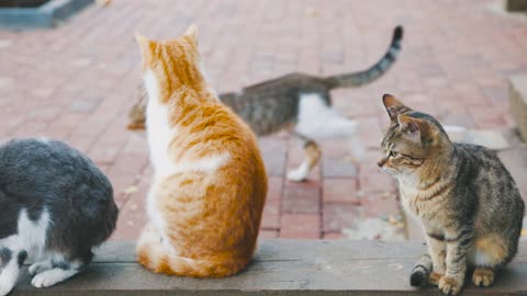 Three sitting cats are crossed by a cat.