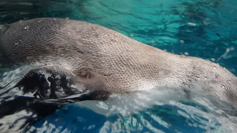 A cute penguin playing in the water.