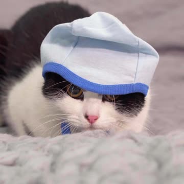 A pregnant cat protects her children