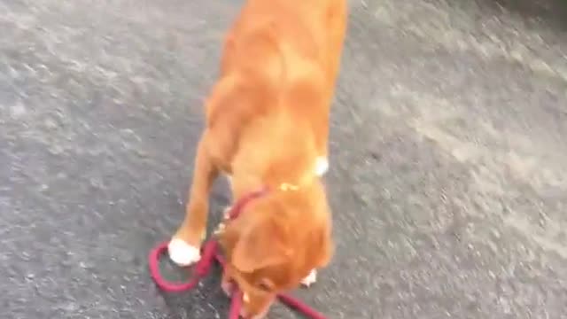 Red dog walks self with red leash in mouth on sidewalk