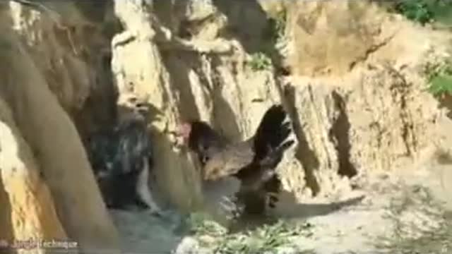 Cock fight with eagle for save his children 😦