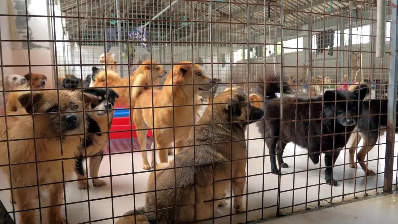 Unwanted and homeless dogs of different breeds in animal shelter