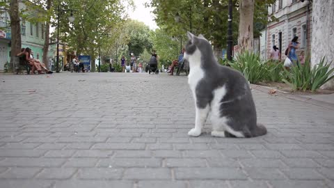 The cat is on the street among the people