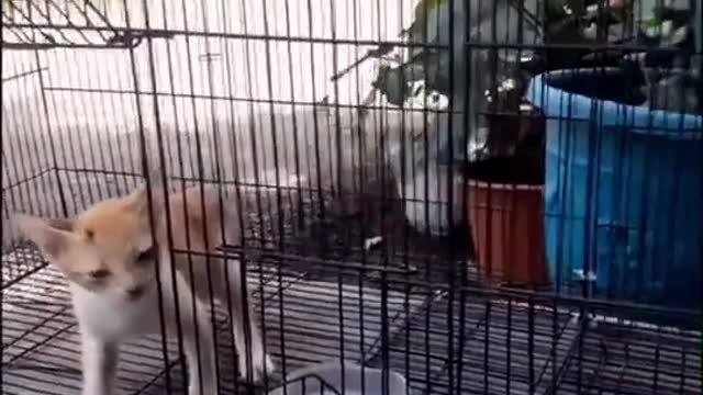 The bewildering behavior of two cats in the cat world
