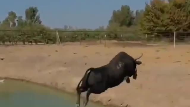 Latest version of the year|Jumping cattle | Interesting pet dogs and cats